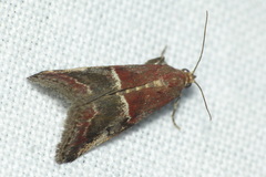 Acrobasis marmorea