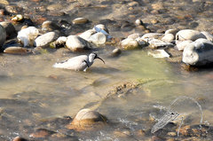 Ibidorhyncha struthersii