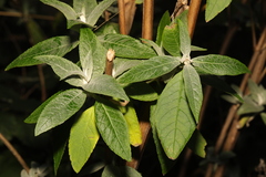 Buddleja davidii