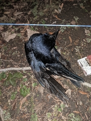 Corvus frugilegus