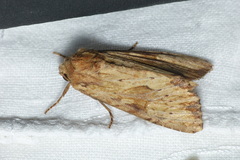 Apamea sublustris