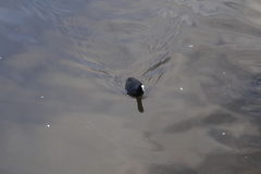 Fulica atra