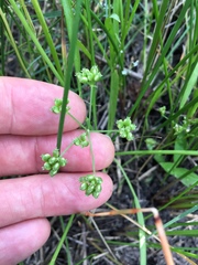 Limnosciadium pumilum