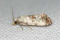 Neocochylis hybridella