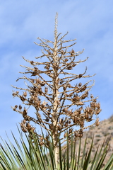Yucca rostrata
