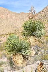 Yucca rostrata
