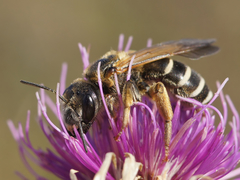 Halictus quadricinctus