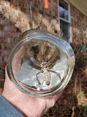 Acanthocephala declivis