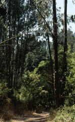 Eucalyptus globulus globulus