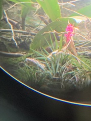 Anoplophytum