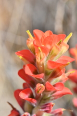 Castilleja rigida