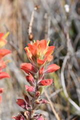 Castilleja rigida