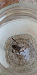 Acanthocephala declivis