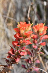 Castilleja rigida