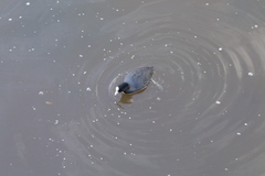 Fulica atra