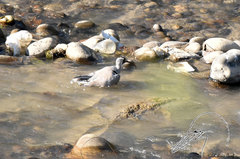 Ibidorhyncha struthersii