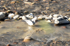 Ibidorhyncha struthersii