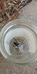 Acanthocephala declivis