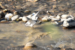 Ibidorhyncha struthersii