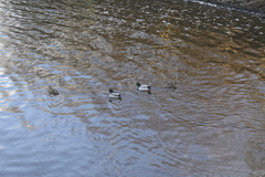 Anas platyrhynchos