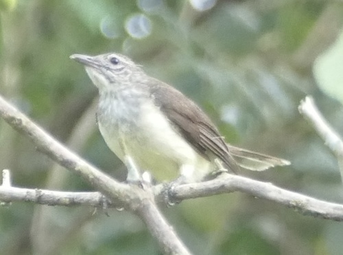 Swamp Palm Bulbul (Thescelocichla leucopleura), photo 4