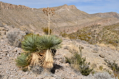 Yucca rostrata
