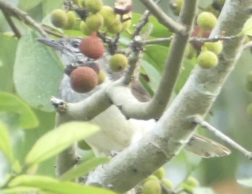 Swamp Palm Bulbul (Thescelocichla leucopleura), photo 5