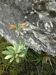 Alstroemeriaceae