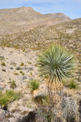 Yucca rostrata