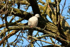 Streptopelia decaocto