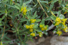 Euphorbia flavicoma