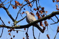 Streptopelia decaocto