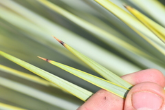 Yucca rostrata