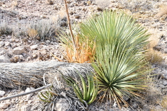 Yucca rostrata