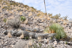 Yucca rostrata