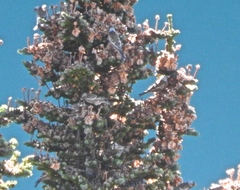 Leucosticte tephrocotis tephrocotis