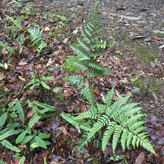 Dryopteris sordidipes