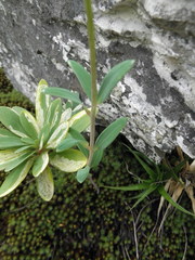 Alstroemeriaceae