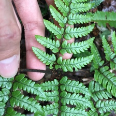 Dryopteris sordidipes