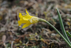 Narcissus minor asturiensis