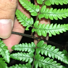 Dryopteris sordidipes