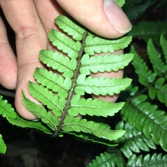 Dryopteris sordidipes