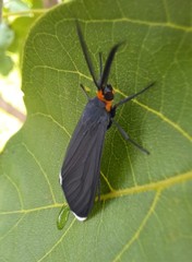 Ctenucha rubriceps