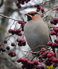 Bombycilla garrulus pallidiceps