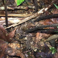 Dryopteris sordidipes