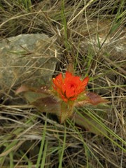 Gomphrena arborescens