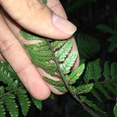Dryopteris sordidipes