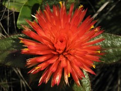 Gomphrena arborescens