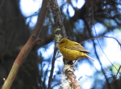Chlorodrepanis virens wilsoni
