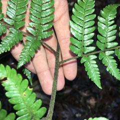 Dryopteris sordidipes